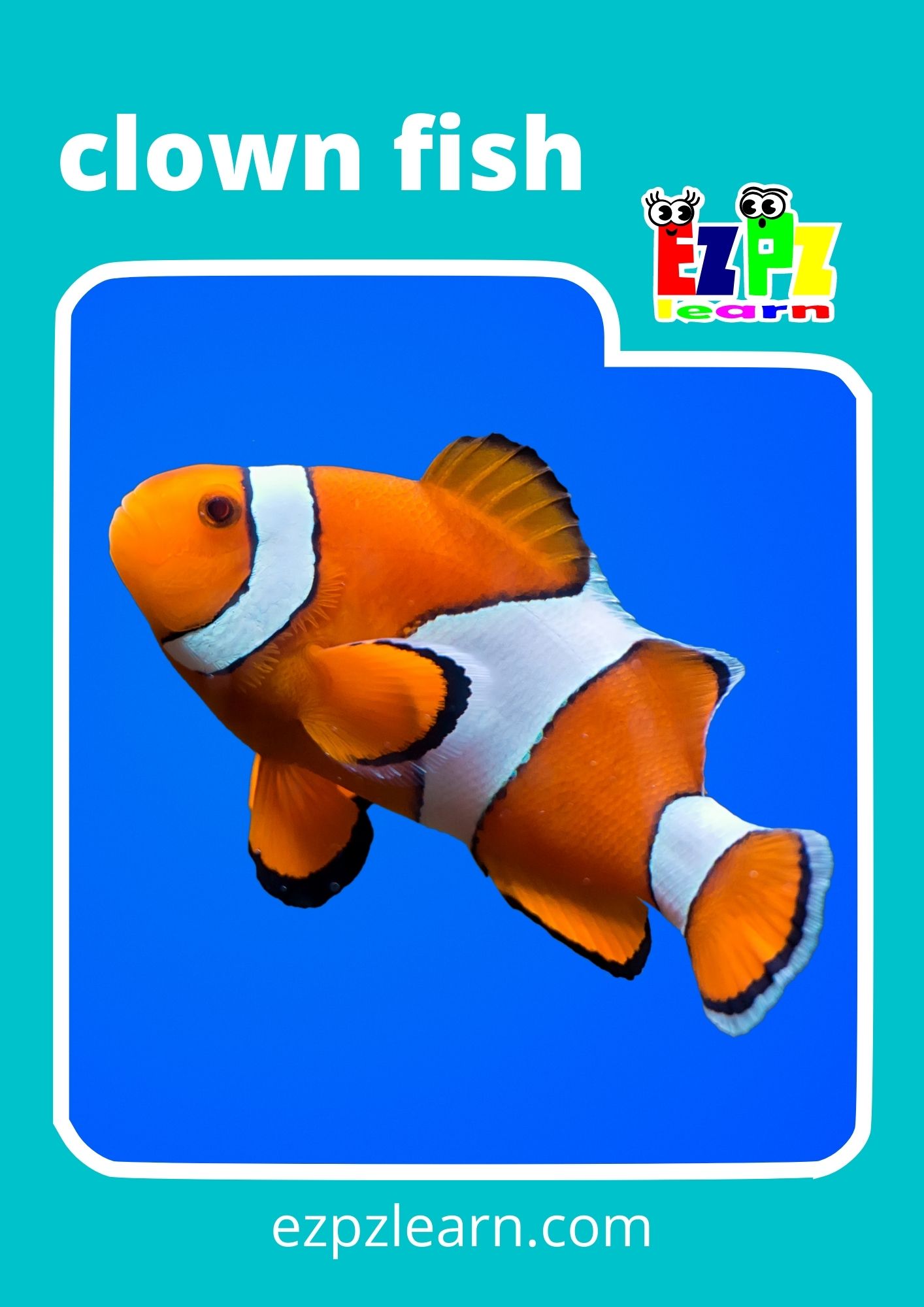 clown fish